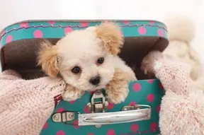 Cute Tiny Dog